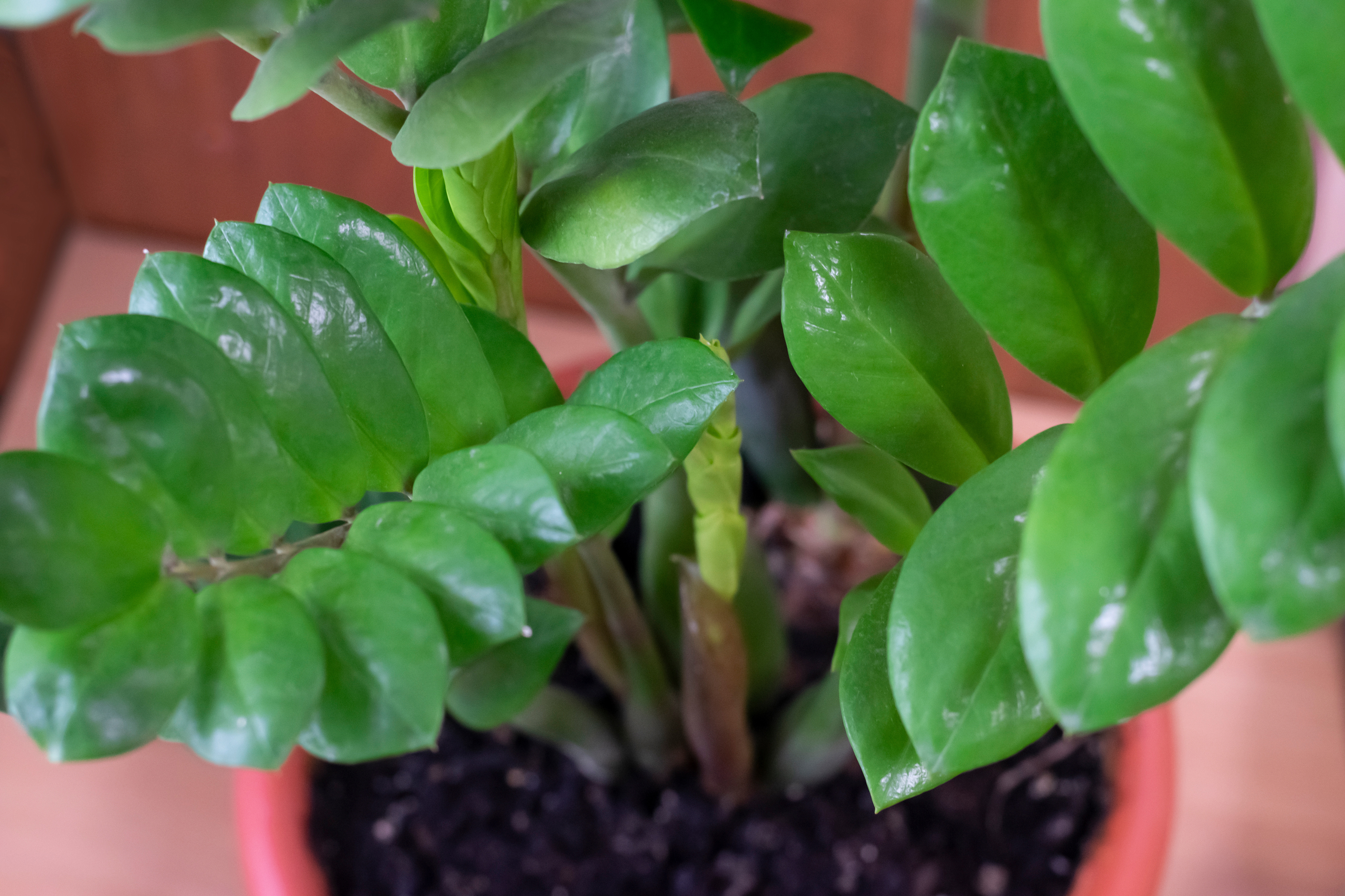 ZZ Plant(Zamioculcas zamiifolia)