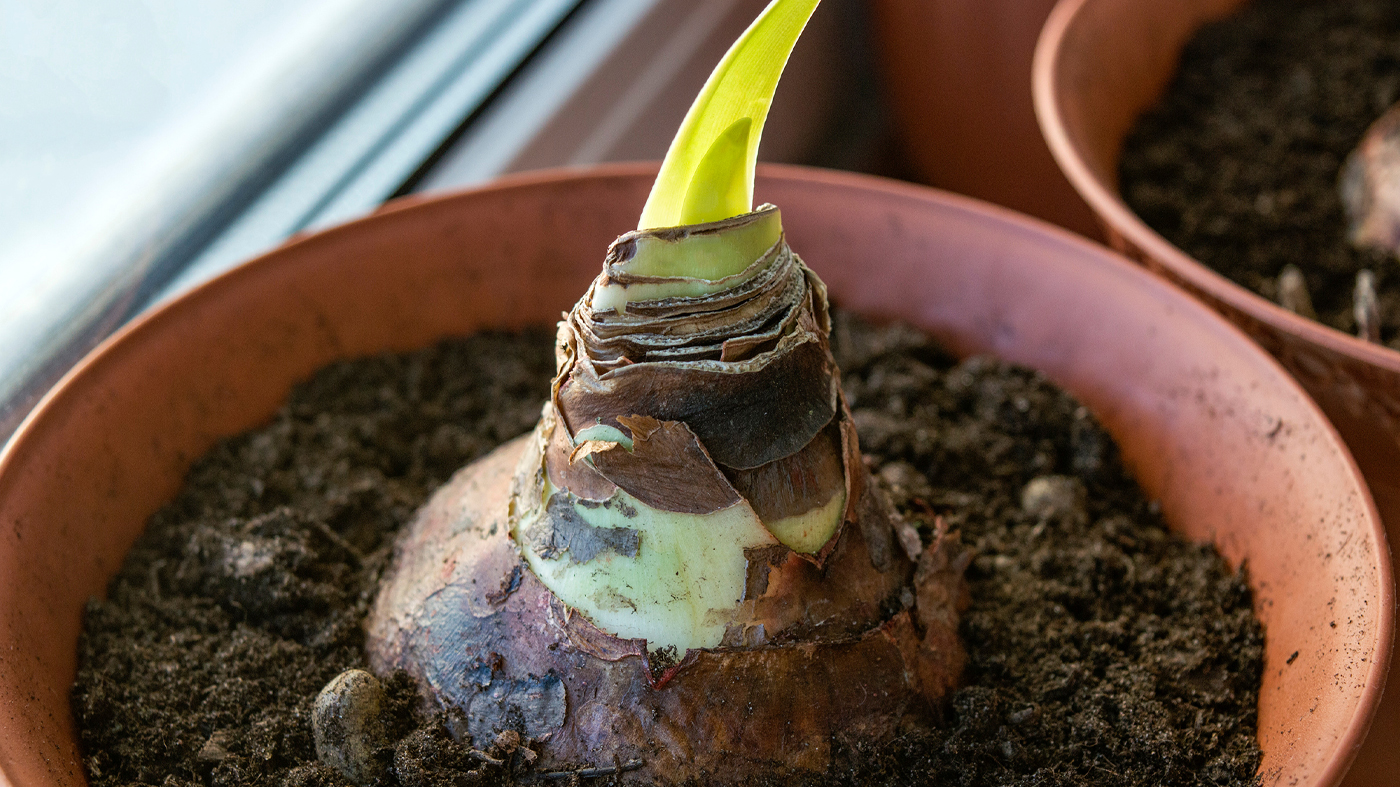 amaryllis bulb