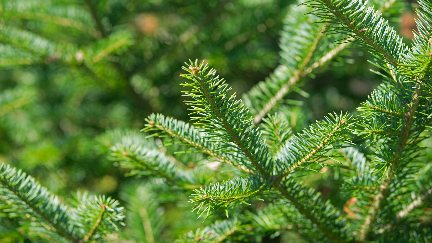 balsam fir