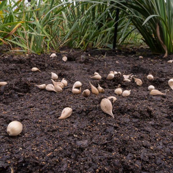 Bulbs planting