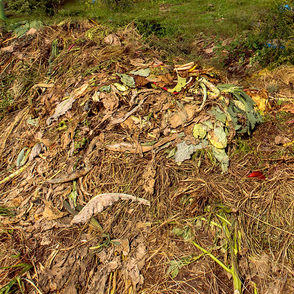 compost pile