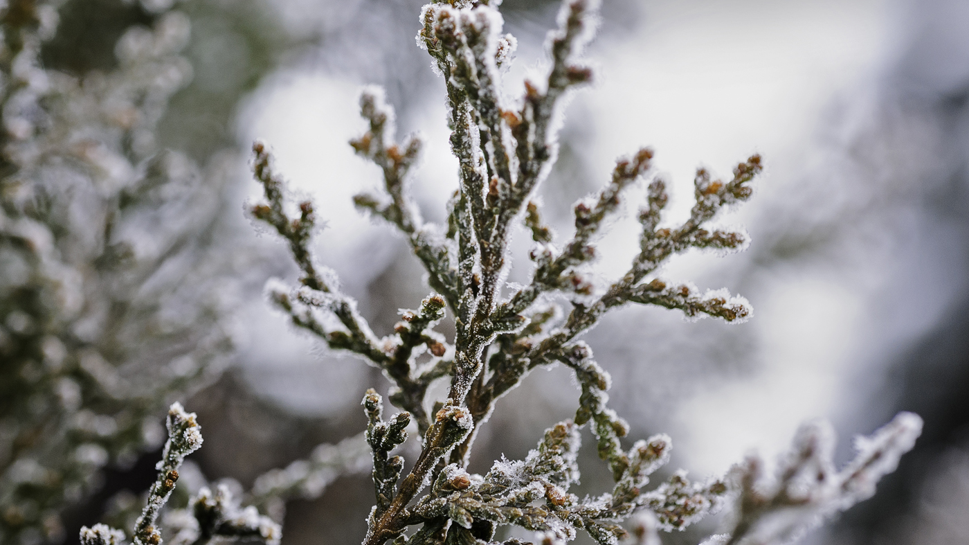 Frost on branch