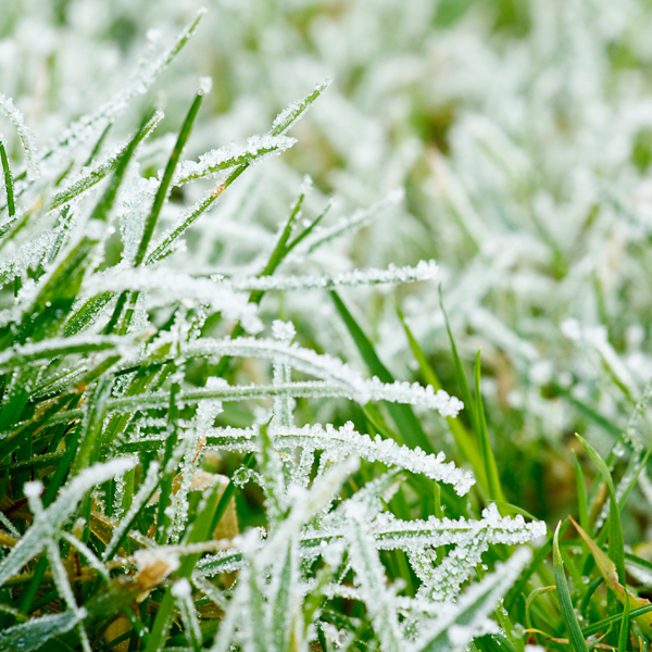 frozen lawn