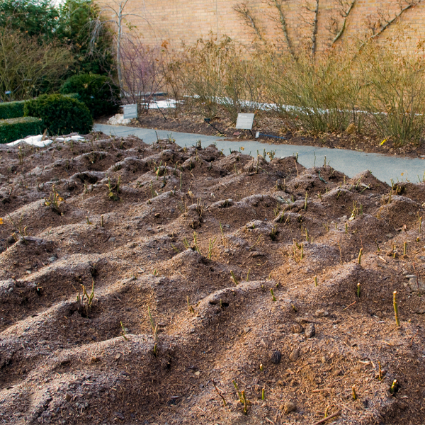 mulch-bed