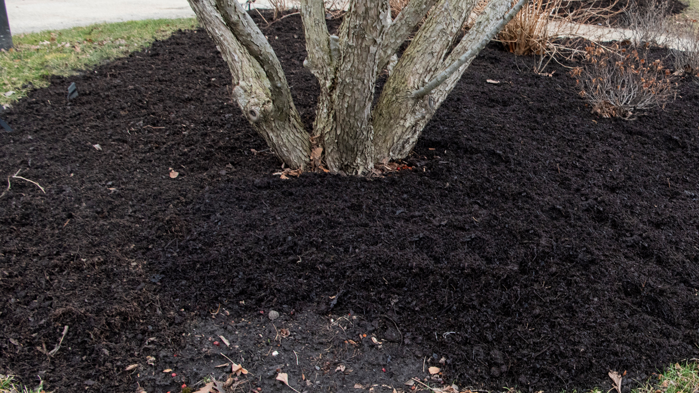 Mulching around a tree