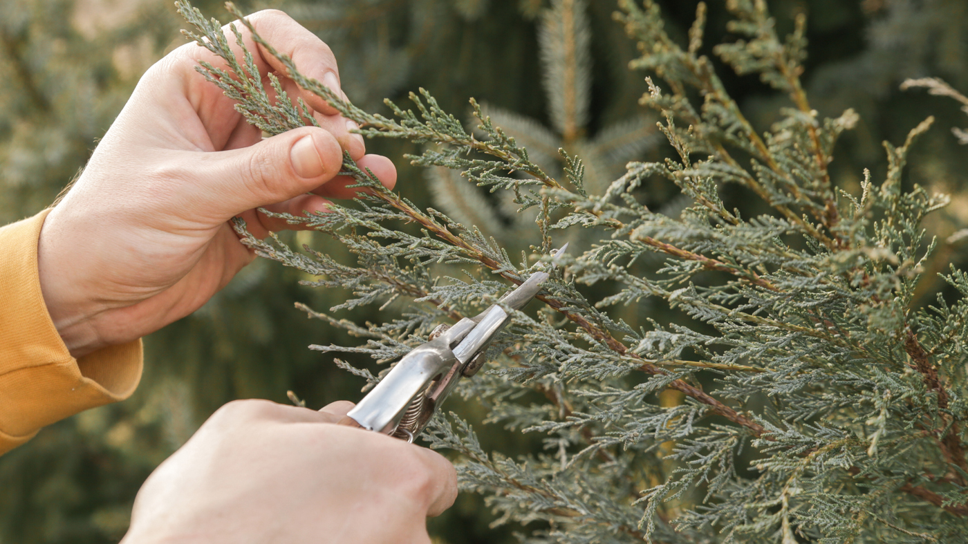 pruning evergreen