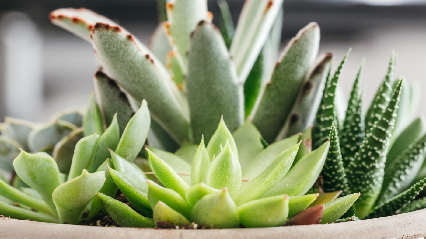 indoor succulents