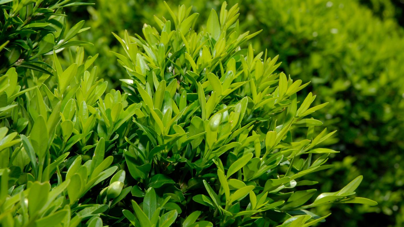 Boxwood