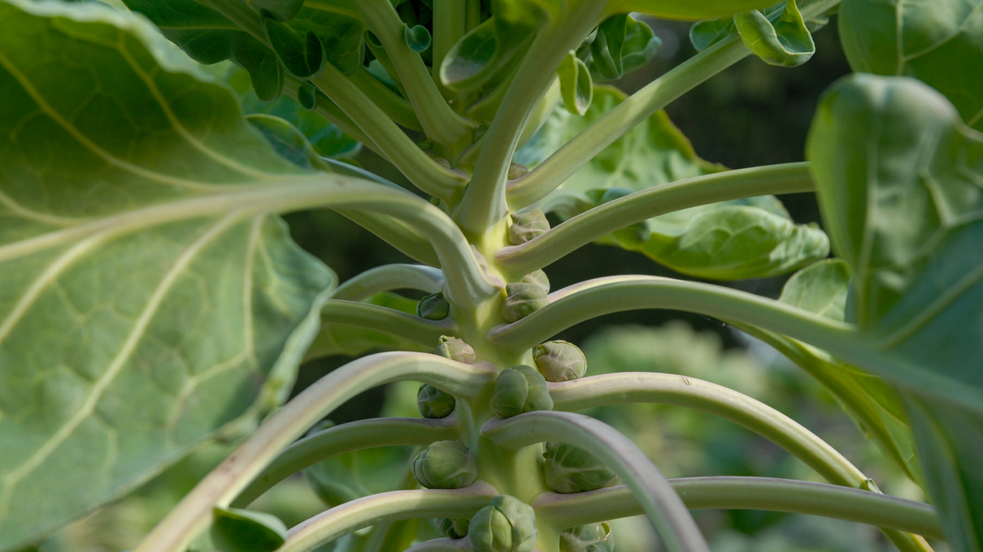 Brussel sprouts