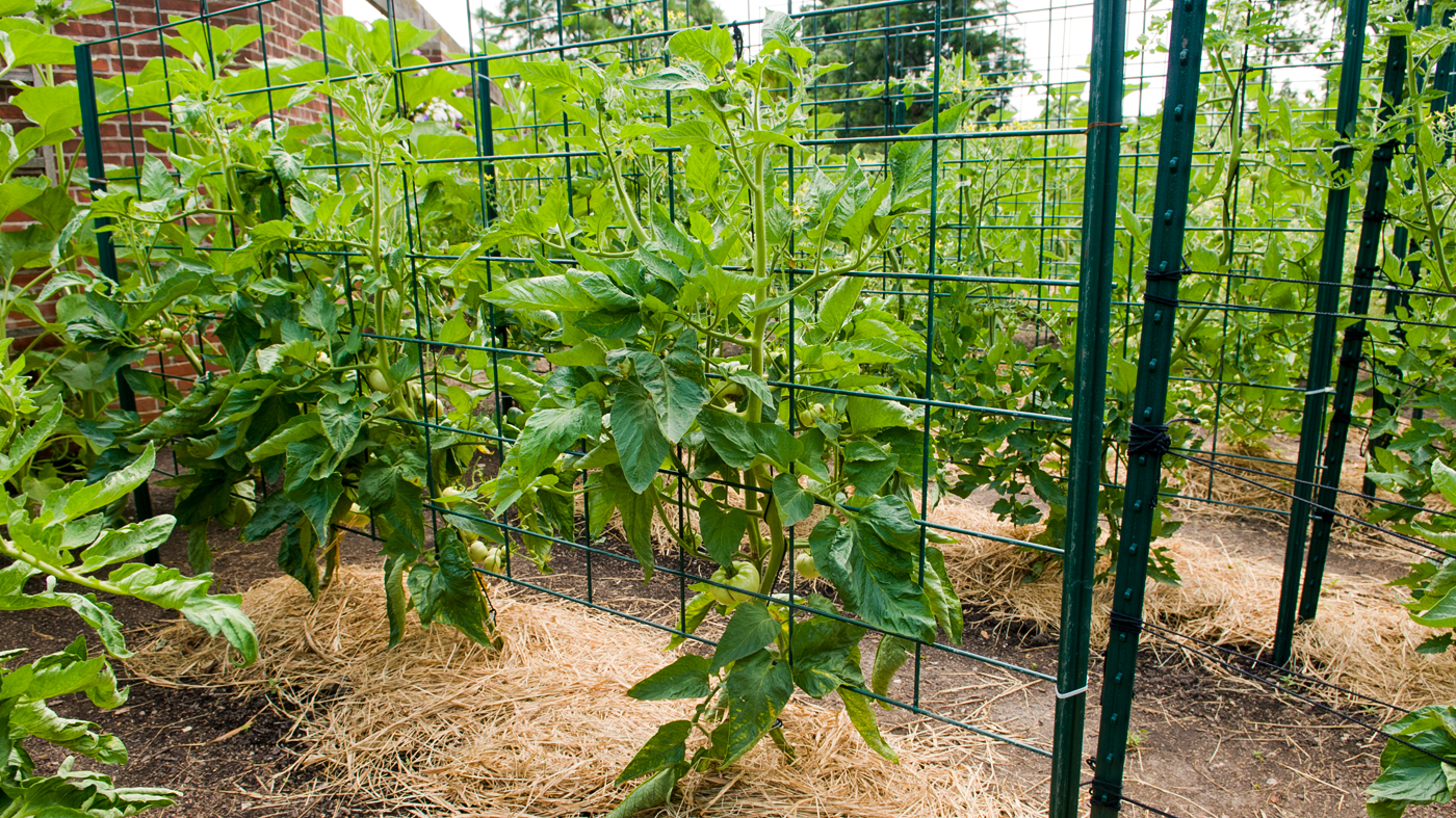 Caged tomatoes