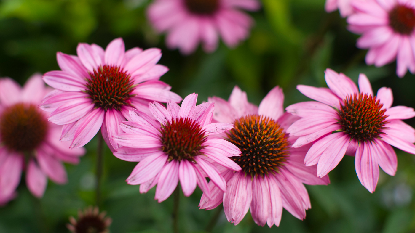 coneflower