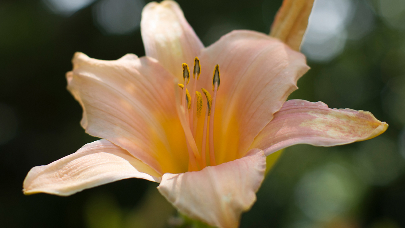 Daylily