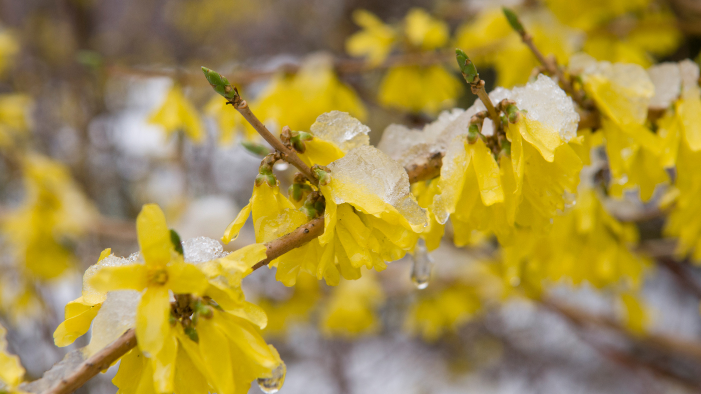 Forsythia