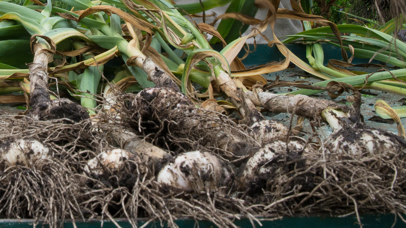 Harvest garlic