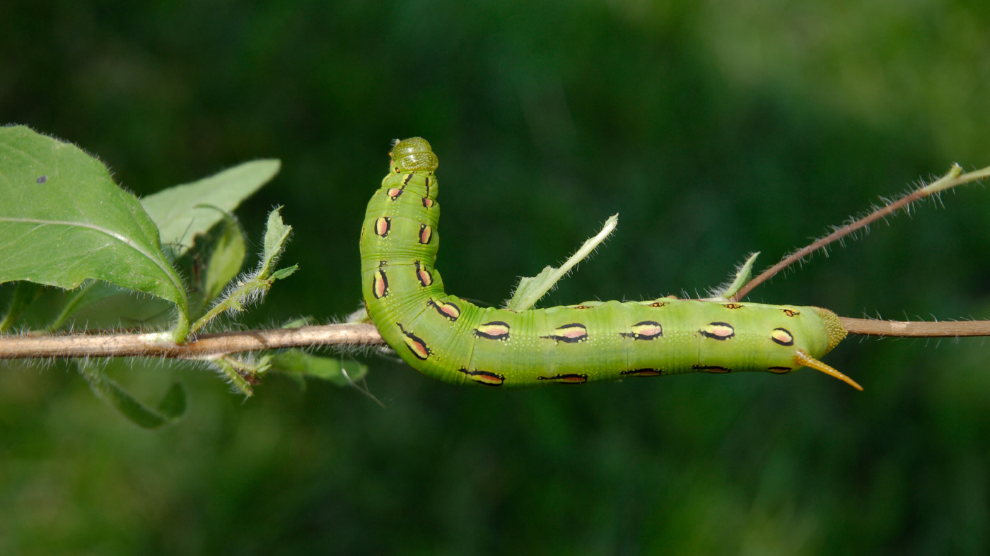 Hawk Moth Caterpillar 