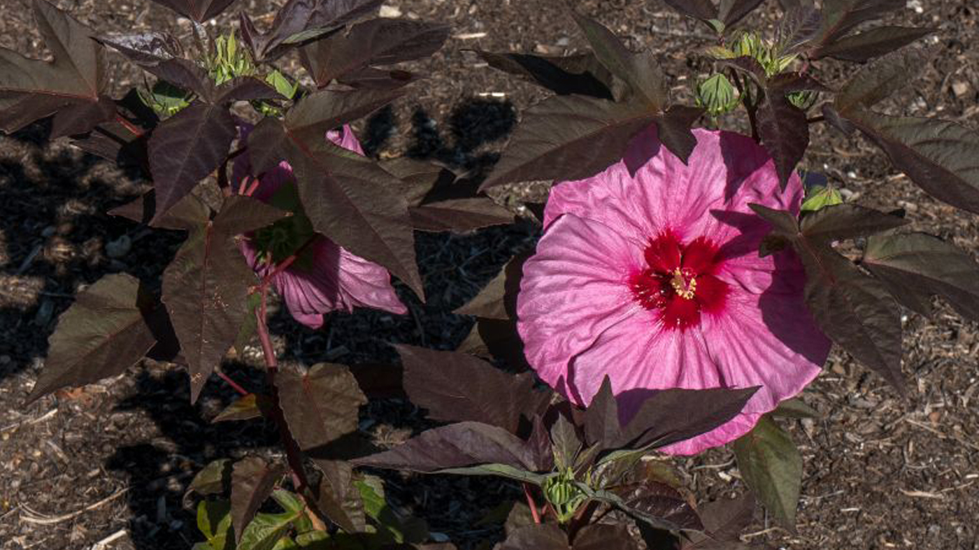 Hibiscus