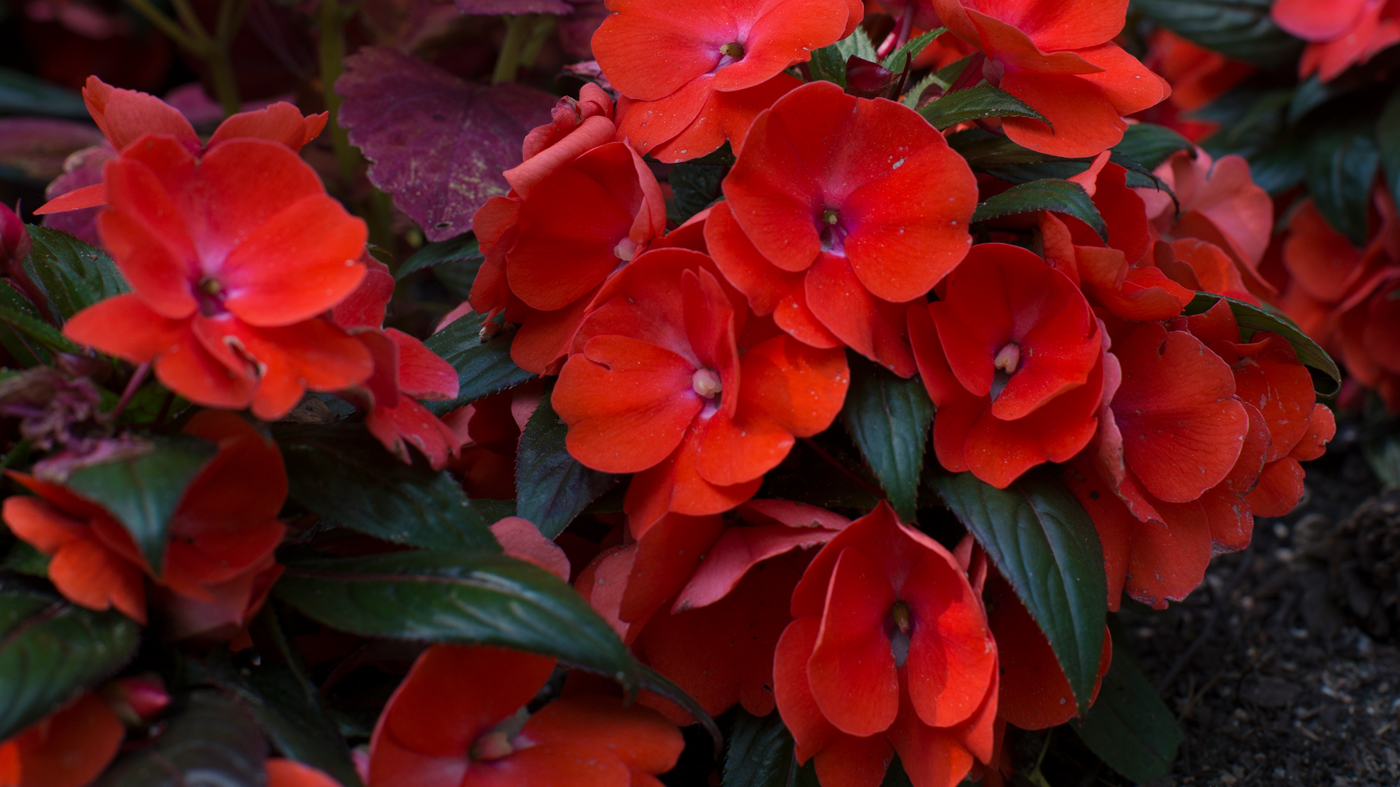 Impatiens