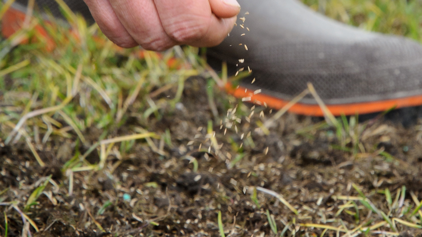 Lawn seeding