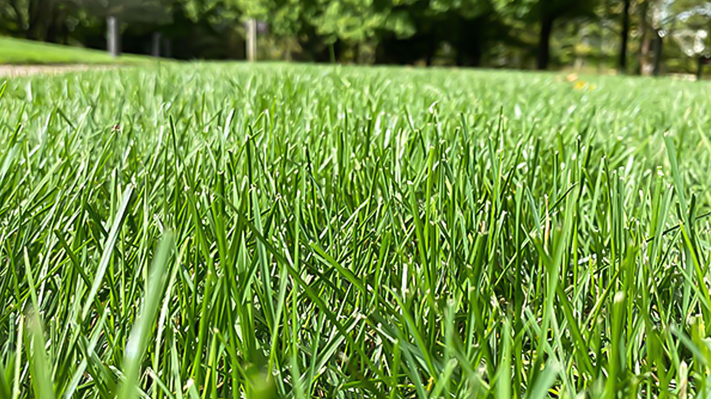 Lawn