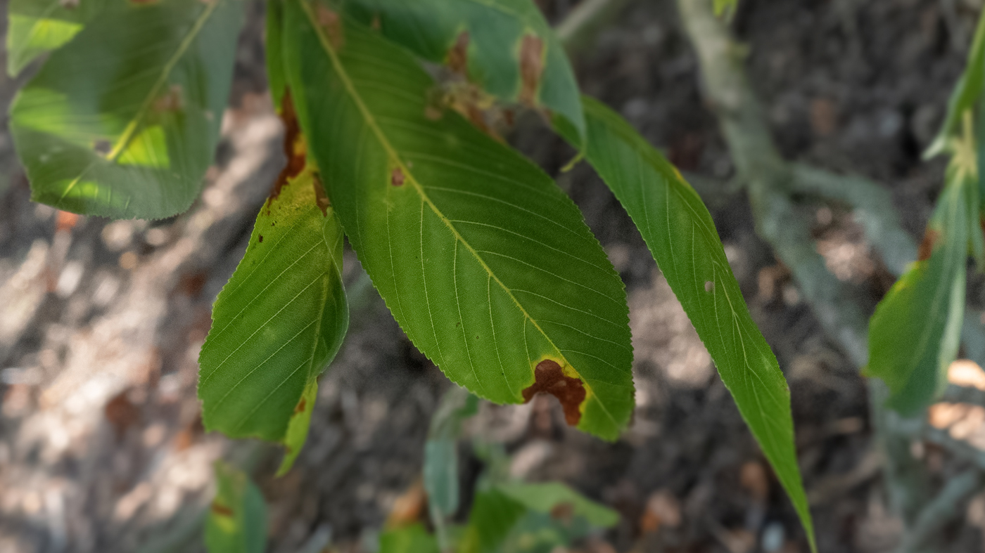 leaf damage