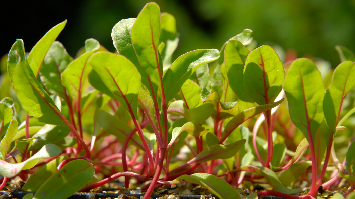 Lettuce growing