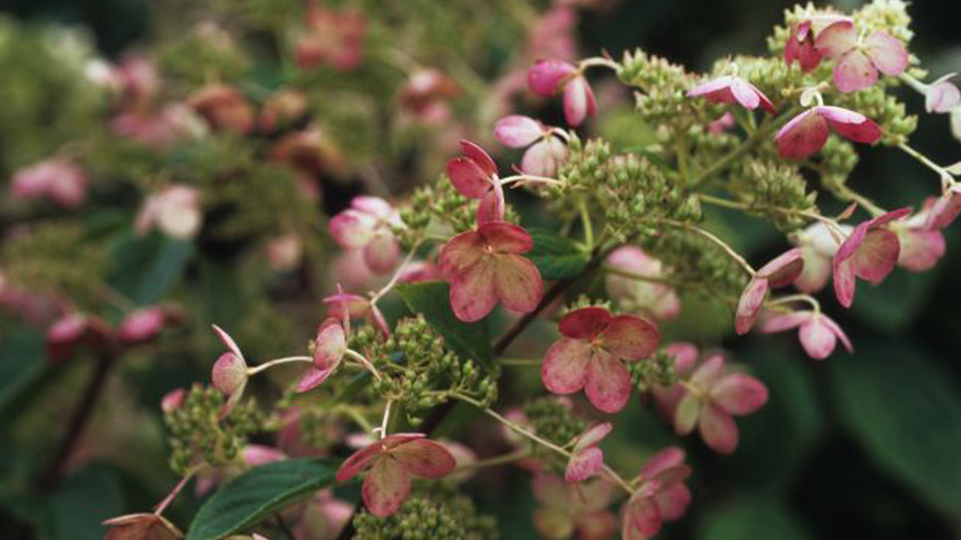 panicle-hydrangea