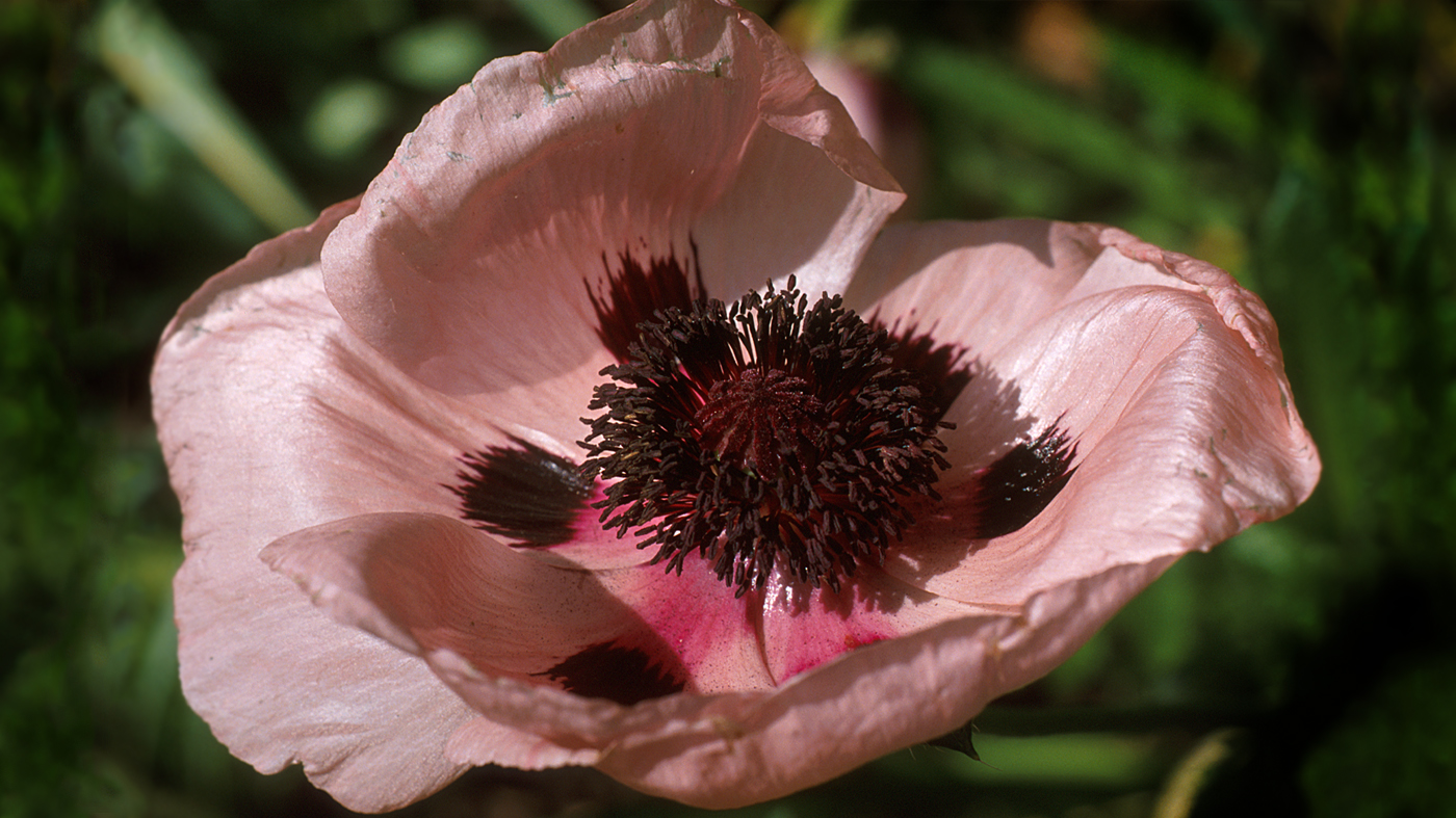 Oriental poppies