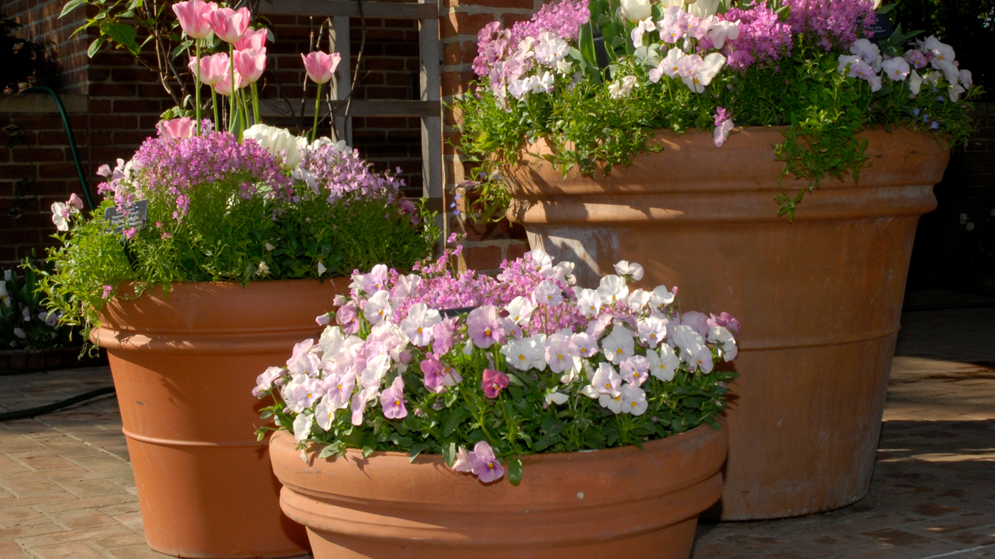 Potted flowers