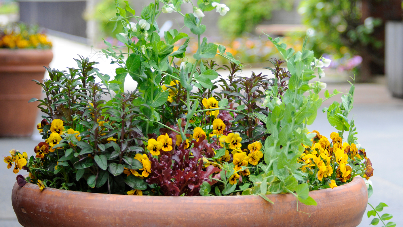 Potted vegetable