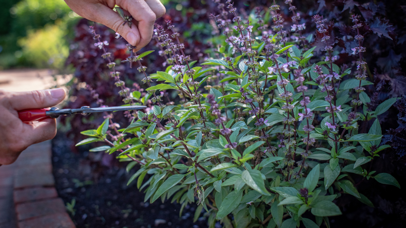 pruning-herbs