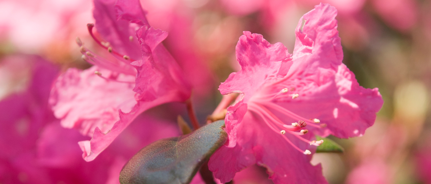 Rhododendron