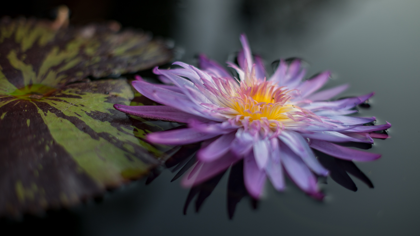 Waterlily