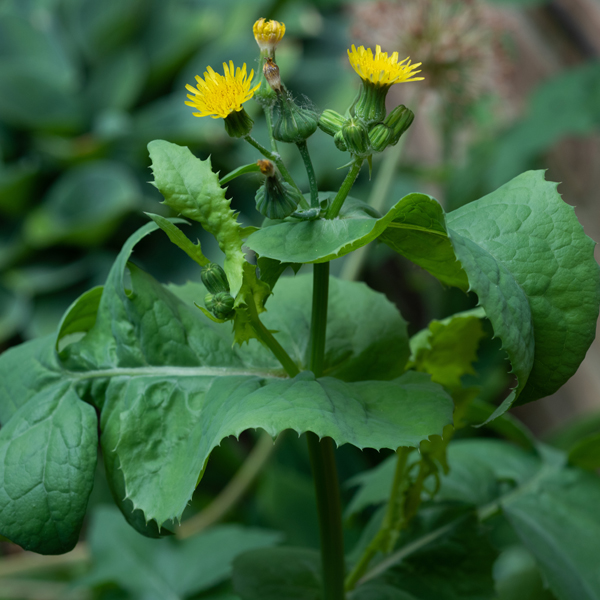 Weed dandelion