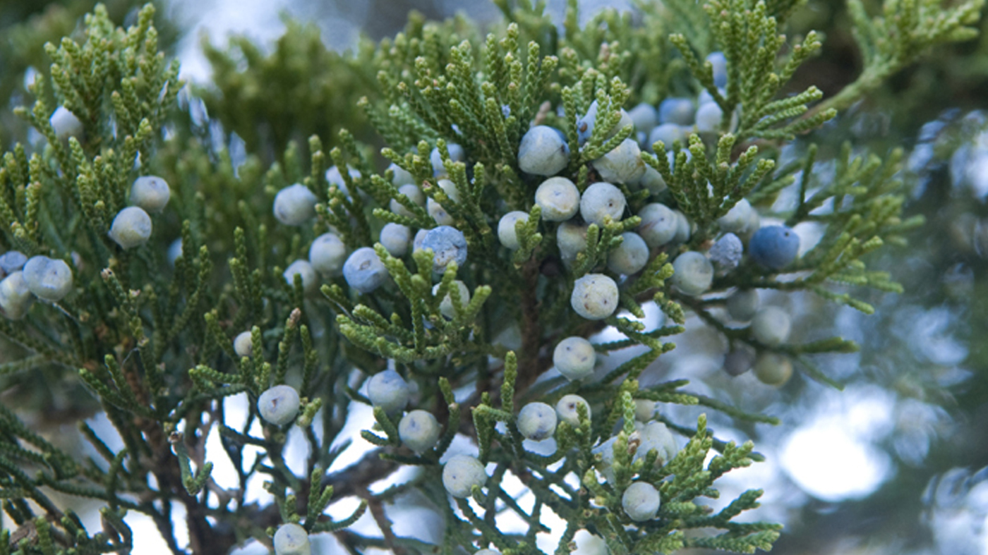 winter shrub