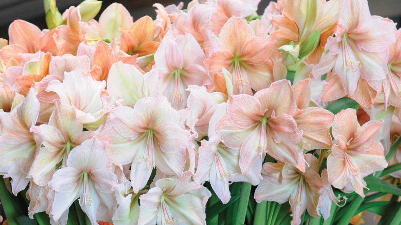 Amaryllis indoor planting