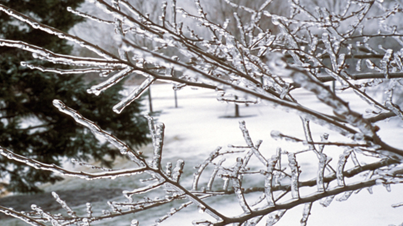 icy branch