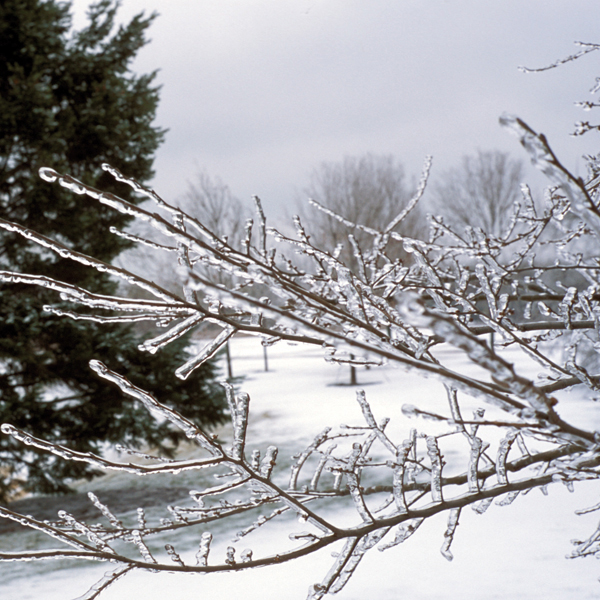 icy branch