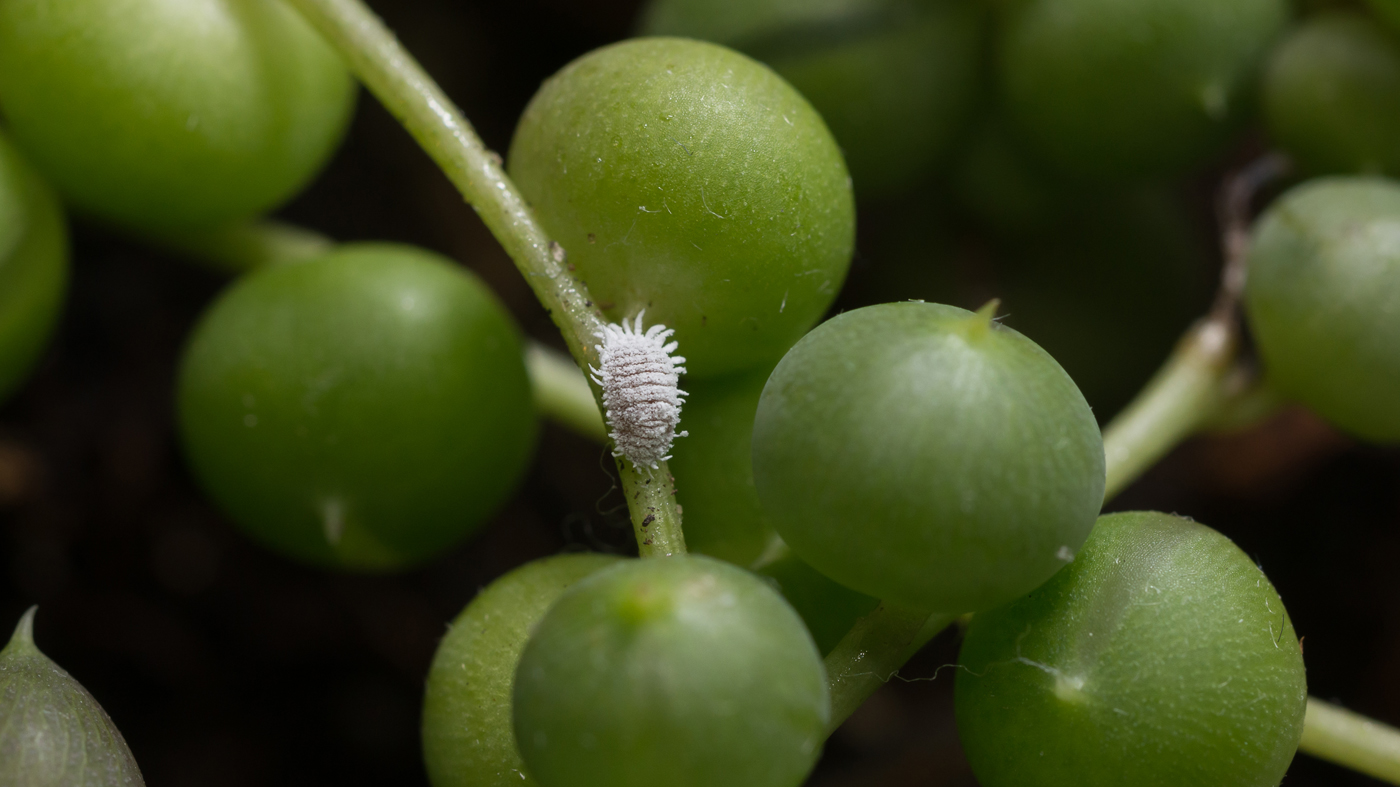 Mealybugs