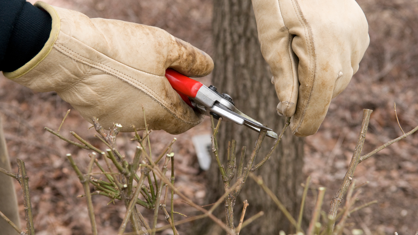 Winter pruning