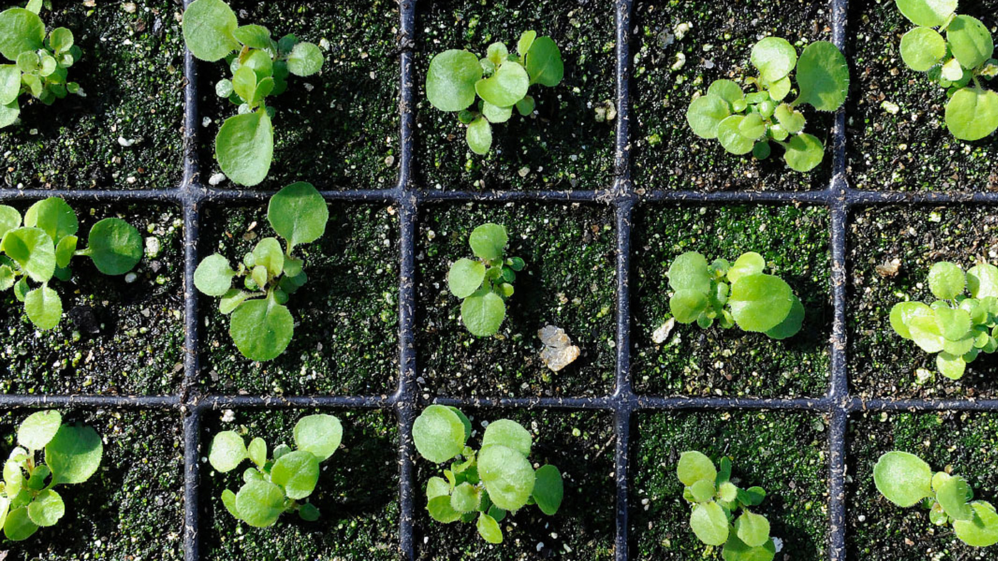 seeds sprouting