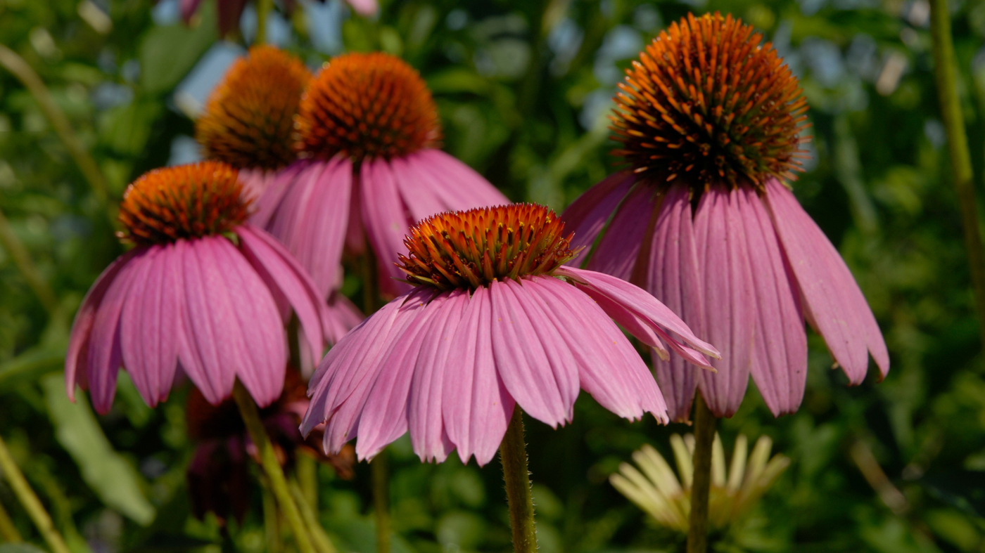 Perennial: echinacea purpurea bright star