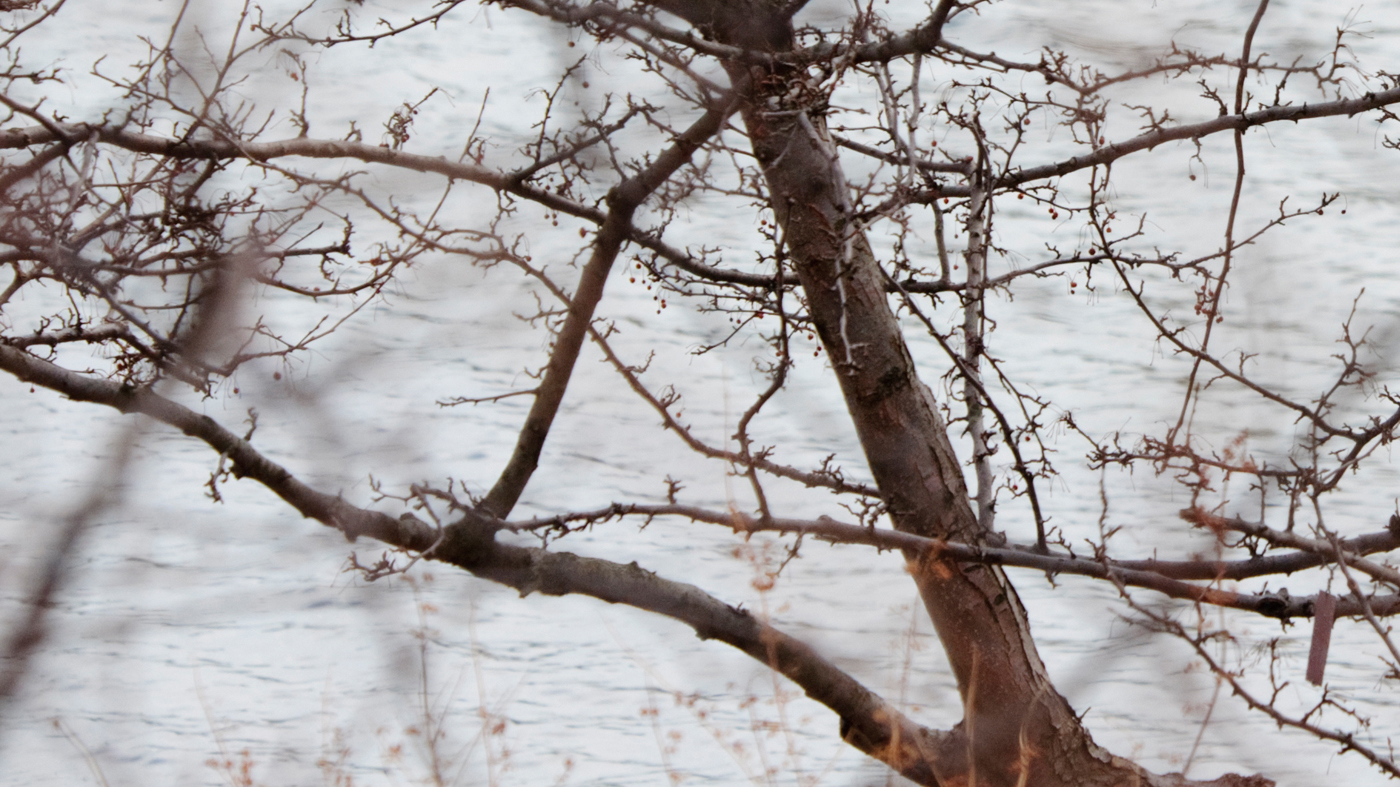 branch without buds