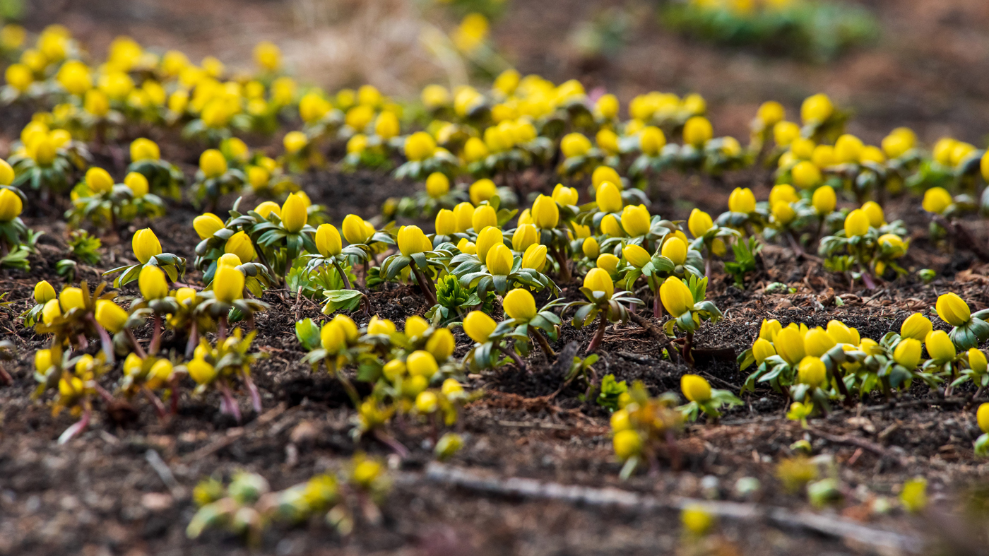 Eranthis hyemalis winter aconite outside bulb