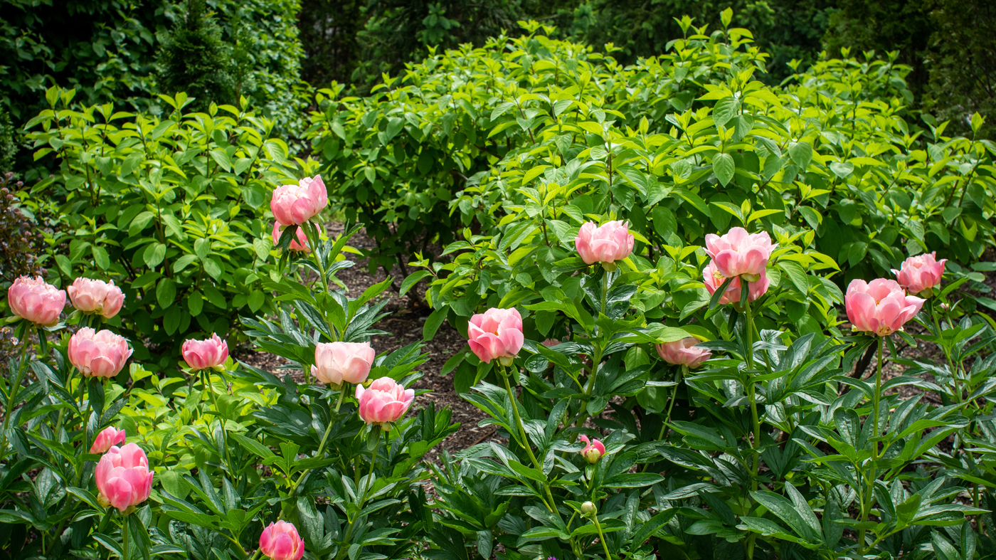 Peonies