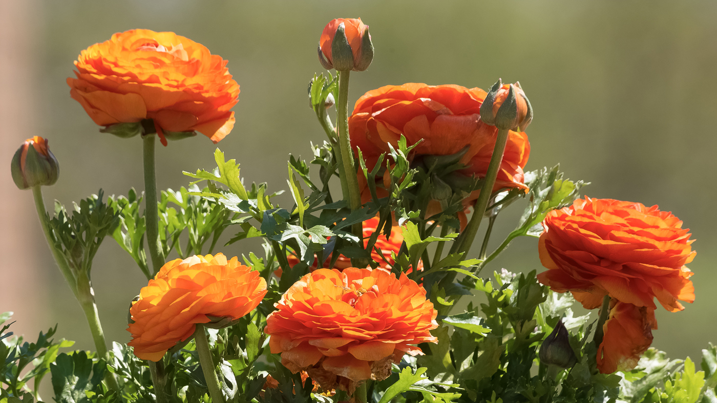 Persian buttercups (Ranunculus)