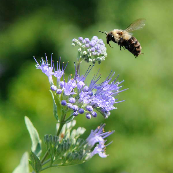 Pollinator