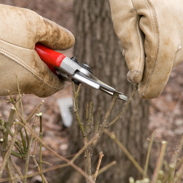 Pruning