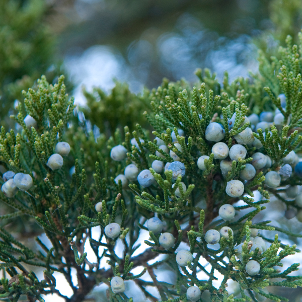 winter flowers