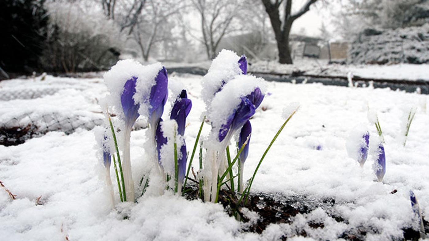 Bulbs sprouting