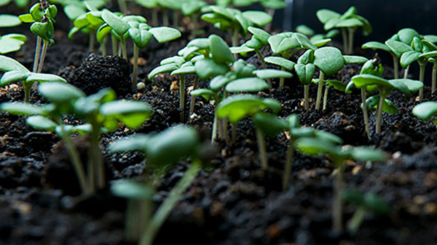 seeds sprouting